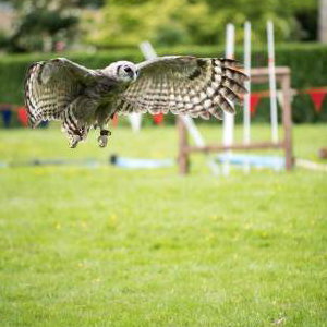 Kofi - Milky Eagle Owl