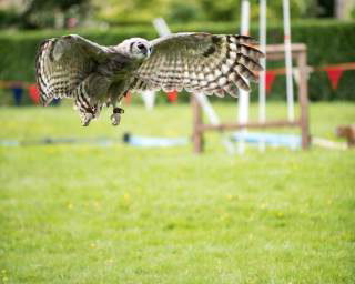 Kofi - Milky Eagle Owl
