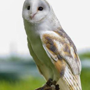 Sky the Barn Owl