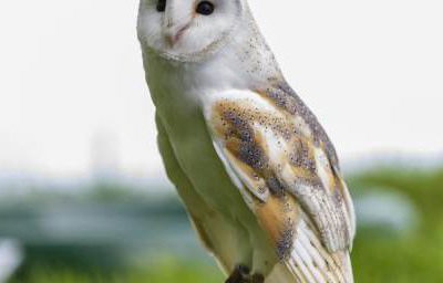 Sky the Barn Owl