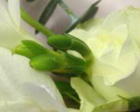 Simple Corsage
