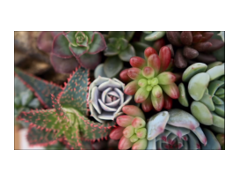 Hearts Interiors & Flowers logo