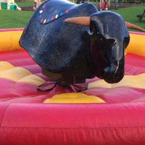 Rodeo Bull
