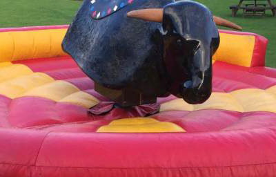 Rodeo Bull