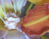 Day lilies stuffed with smoked salmon pate