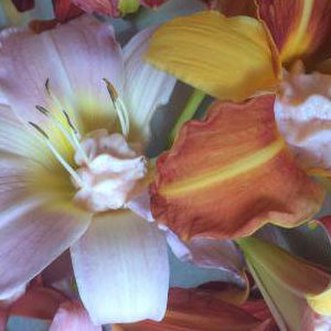 Day lilies stuffed with smoked salmon pate