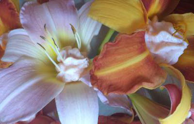 Day lilies stuffed with smoked salmon pate