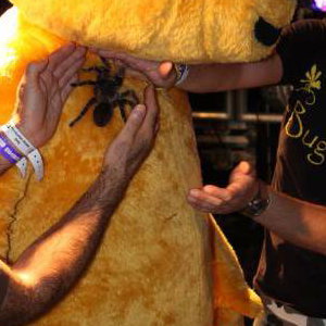 Pudsey Bear being brave with Bugfest - Wild and Deadly Show.