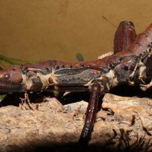 BIG stick insects