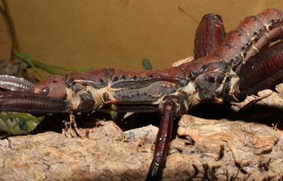 BIG stick insects