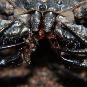 Whip scorpions