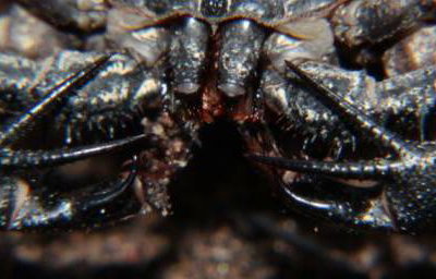 Whip scorpions