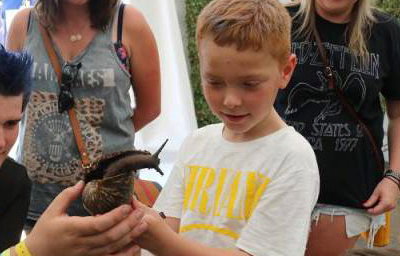 Giant snails