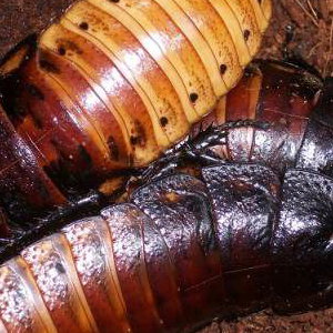 hissing cockroach