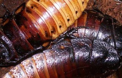 hissing cockroach