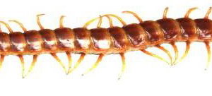 Giant bat eating centipede