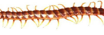 Giant bat eating centipede
