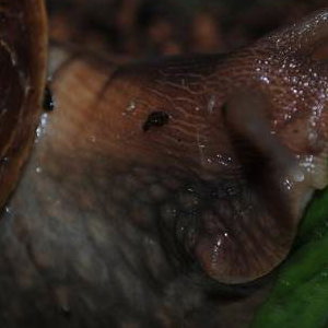snail