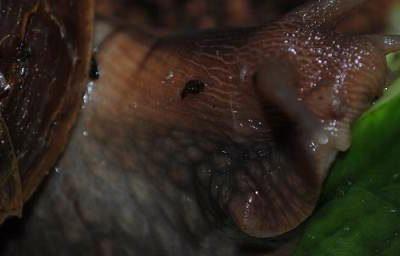 snail