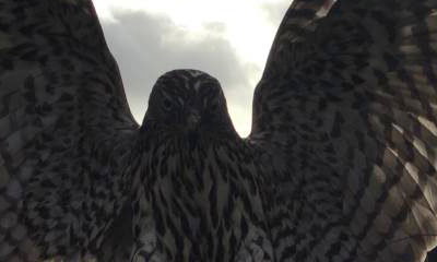 Kintail Birds of Prey Argyll