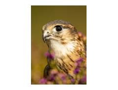 Kintail Birds of Prey Argyll logo
