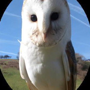 Barn Owl