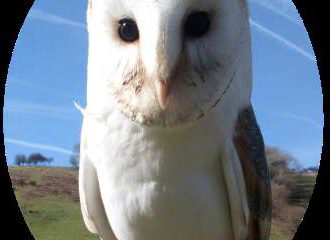 Carmarthenshire Falconry