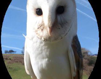 Barn Owl