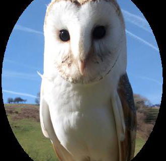Barn Owl