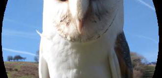 Barn Owl