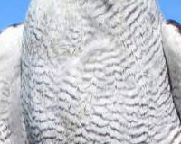 Goshawk