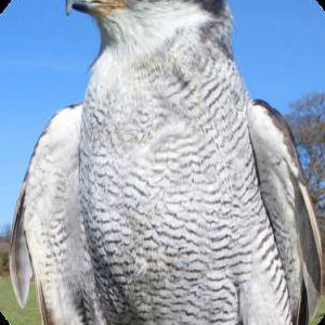 Goshawk
