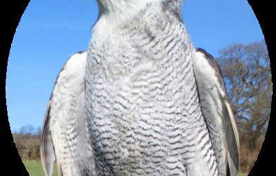 Goshawk