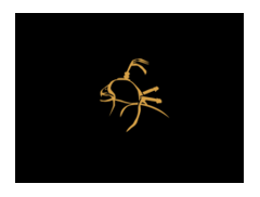 Carmarthenshire Falconry logo