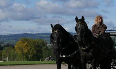 Film Horses and Carriages