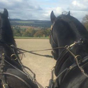 Production - Pair of Black Friesian Film Horses Carriage Driving at National Trust Berrington Hall from Marc Lovatt and The Cavalry of Heroes Film Horses and Carriages