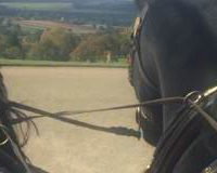 Production - Pair of Black Friesian Film Horses Carriage Driving at National Trust Berrington Hall from Marc Lovatt and The Cavalry of Heroes Film Horses and Carriages
