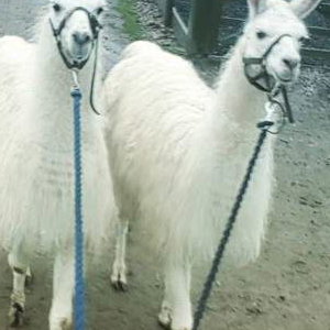 llamas