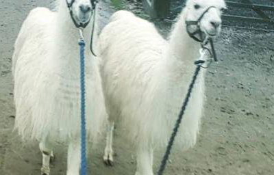 llamas