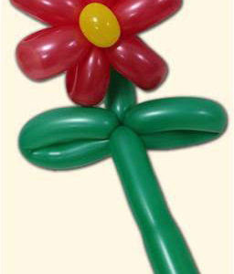 balloon-flower
