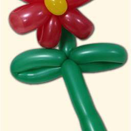 balloon-flower