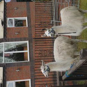 llama funday