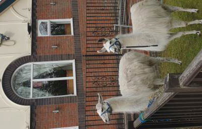 llama funday