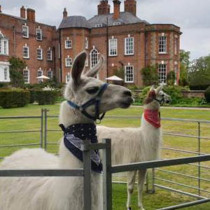 LLama iscody weddings
