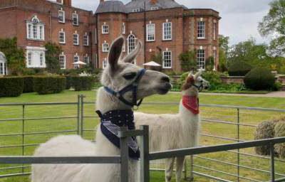 LLama iscody weddings