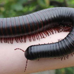 Marmalade the Giant African Train Millipede
