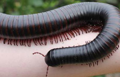 Marmalade the Giant African Train Millipede