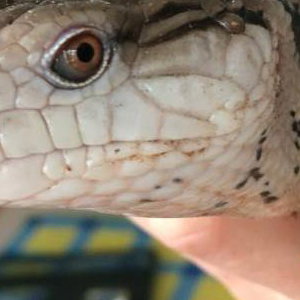 Charmander the Blue Tongue Skink