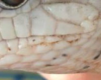 Charmander the Blue Tongue Skink