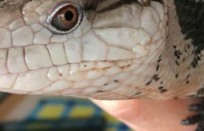 Charmander the Blue Tongue Skink